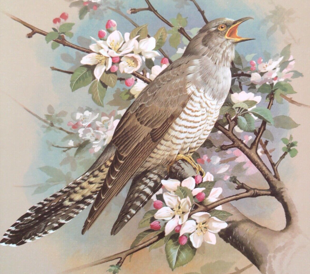 "Кукушка, как символ в традиционной культуре"