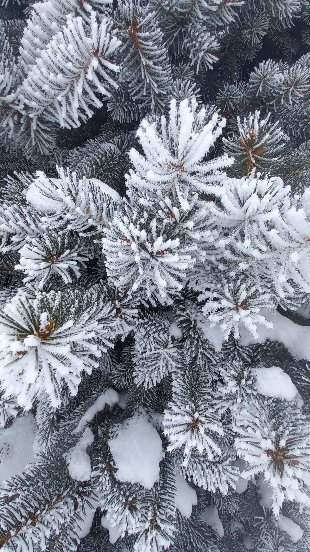 «Мороз и солнце; день чудесный!»